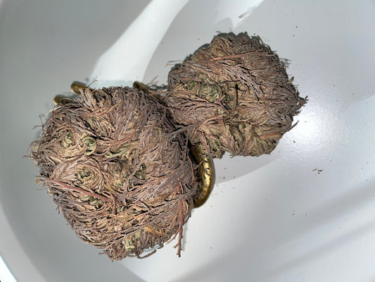 Rose of Jericho